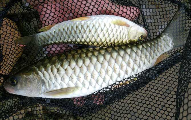 軍魚和青魚有什么區別？